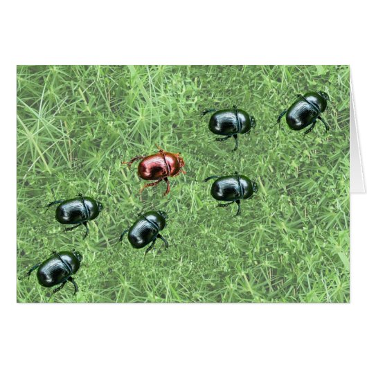 Beetle Design Cards (Front Horizontal)