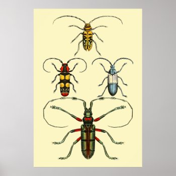 Beetle Insects Collection Poster by OldArtReborn at Zazzle