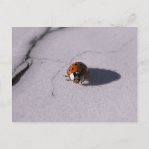 Beetle Lady Bug Digital Macro Photography Postcard