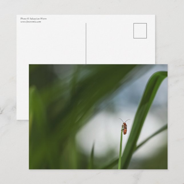 Beetle Nature Photo Postcard (Front/Back)