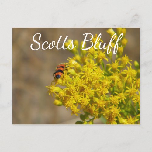 Beetle on Goldenrod Scotts Bluff Gering NE Postcard