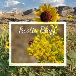 Beetle on Goldenrod, Scotts Bluff, Gering, NE Postcard