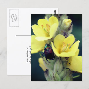 Beetle On Mullein Flower Photography Postcard