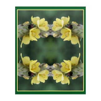 Beetle On Wild Mullein Flower Abstract 