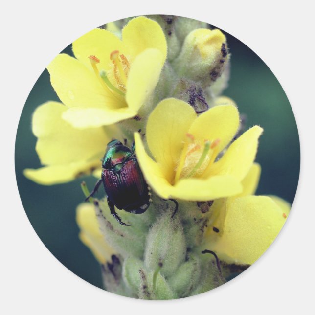 Beetle On Wild Mullein Flower  Classic Round Sticker (Front)