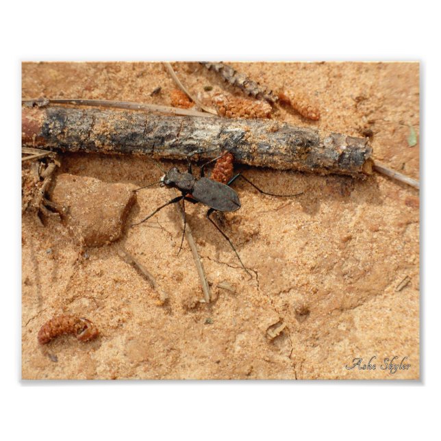 Beetle Photo Print (Front)
