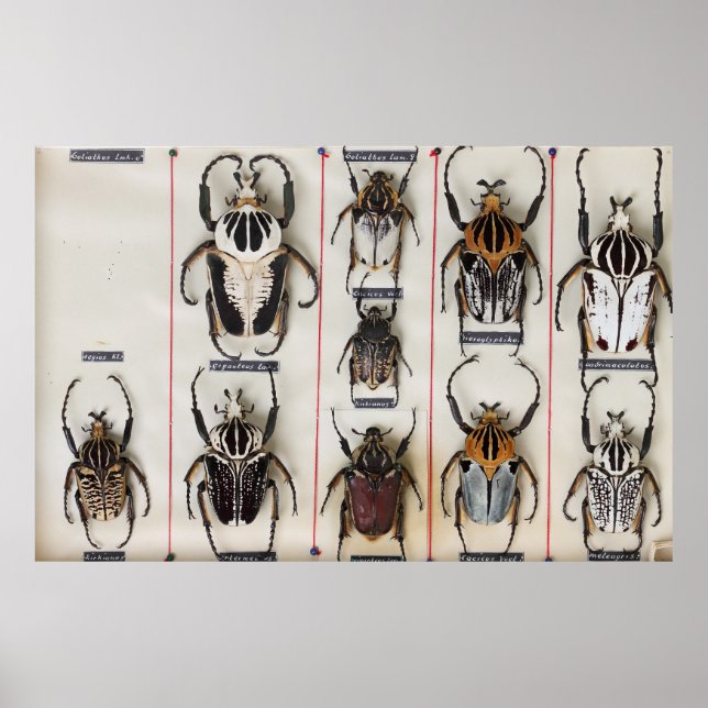 Beetle Species Bug Insect nature photograph  Poster (Front)