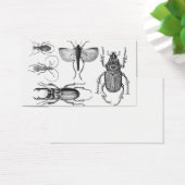 Beetles and Bugs (Desk)