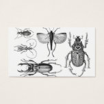 Beetles and Bugs