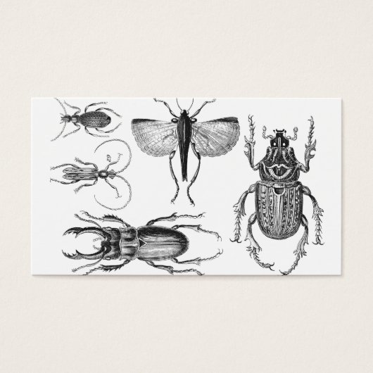 Beetles and Bugs (Front)