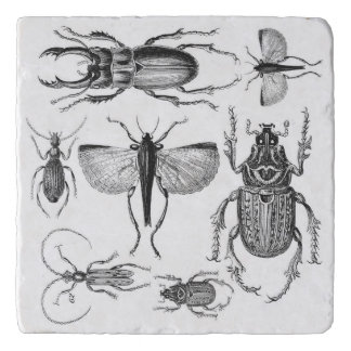 Beetles and Bugs Trivet