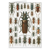 Beetles Beetles, so many beetles pattern picture. (Front)