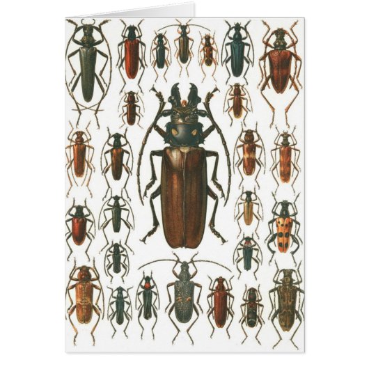 Beetles Beetles, so many beetles pattern picture. Cards (Front)