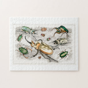 Beetles Bugs Insects Jigsaw Puzzle