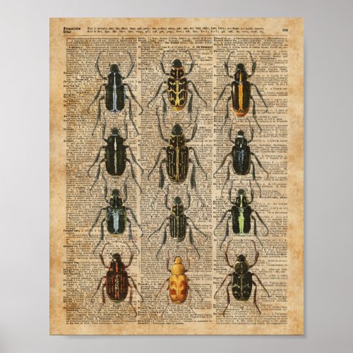 Beetles Bugs Zoology Vintage Illustration Art Poster