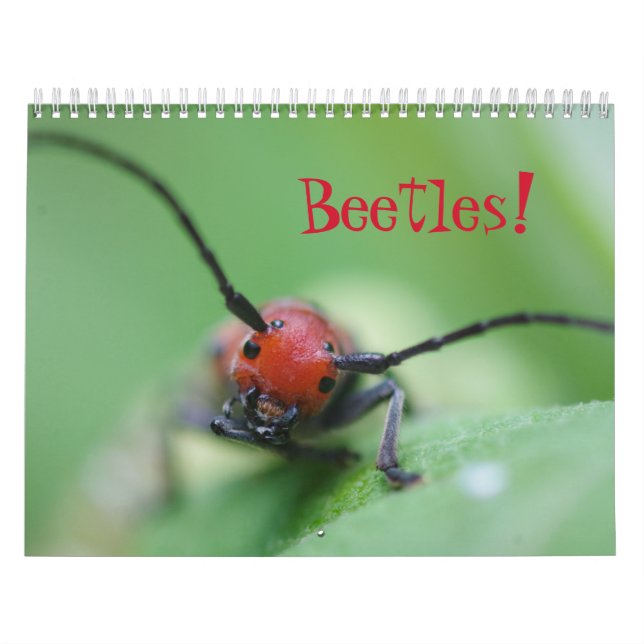 Beetles! Calendar (Cover)