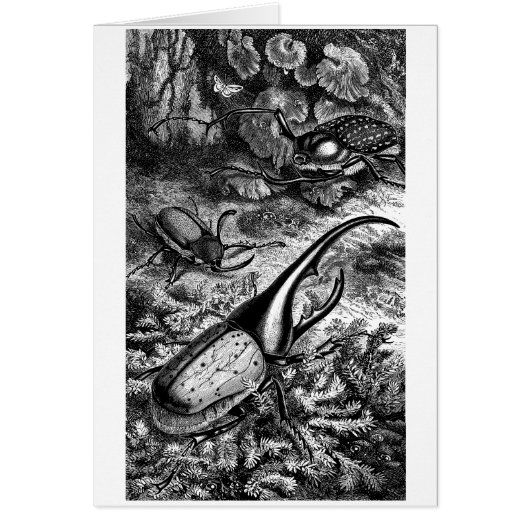 Beetles Cards (Front)