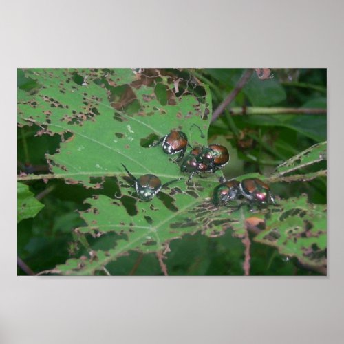 Beetles Eating Leaves Of Wild Grapes Poster