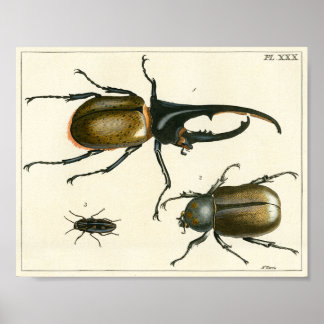 Beetles illustration print