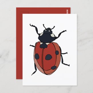 Beetles Insect Ladybug Beetles