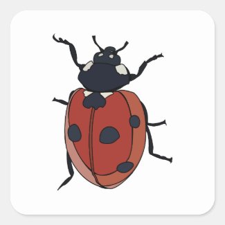 Beetles Insect Ladybug Beetles