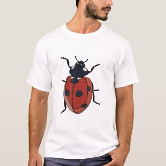 Beetles Insect Ladybug Beetles