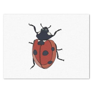 Beetles Insect Ladybug Beetles