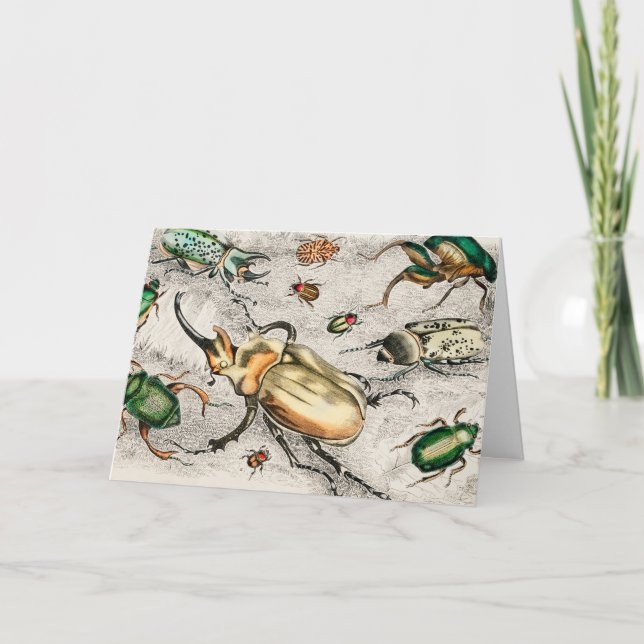 Beetles Insects Bugs Card (Front)