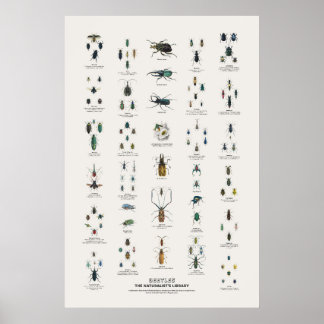 Beetles - Naturalist's Library Poster