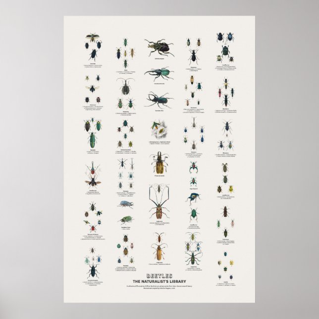 Beetles - Naturalist's Library Poster (Front)