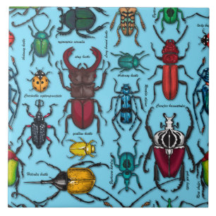 Beetles on blue ceramic tile