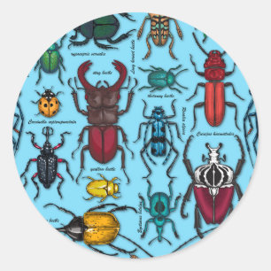 Beetles on blue classic round sticker