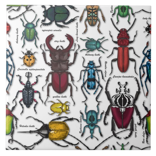 Beetles on white ceramic tile (Front)