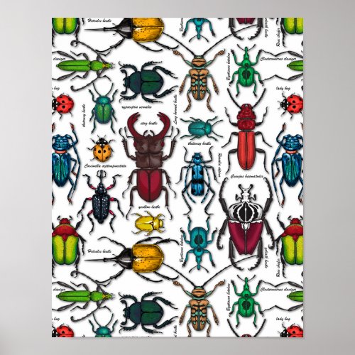 Beetles on white poster
