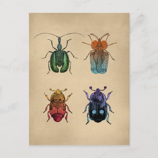 Beetles Vintage Illustration Postcard (Front)
