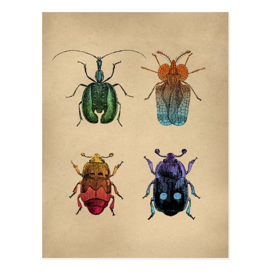 Beetles Vintage Illustration Postcard | Zazzle.com