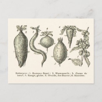 Beetroot Types Postcard by windsorprints at Zazzle
