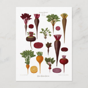Beets Postcard