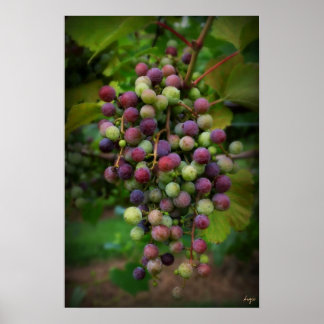 Before the wine poster