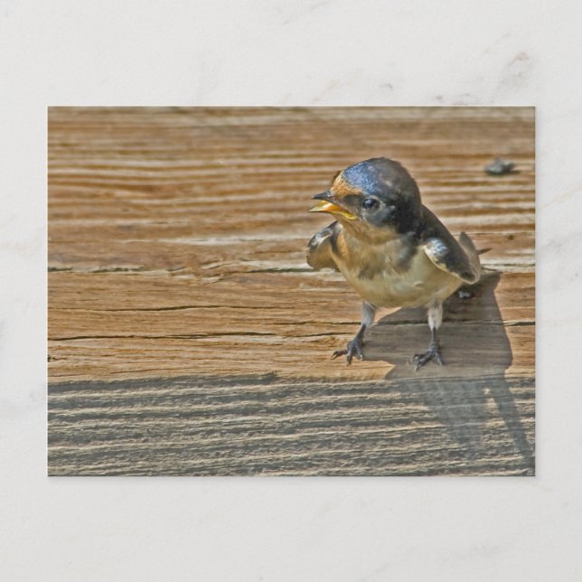Begging Barn Swallow Postcard (Front)