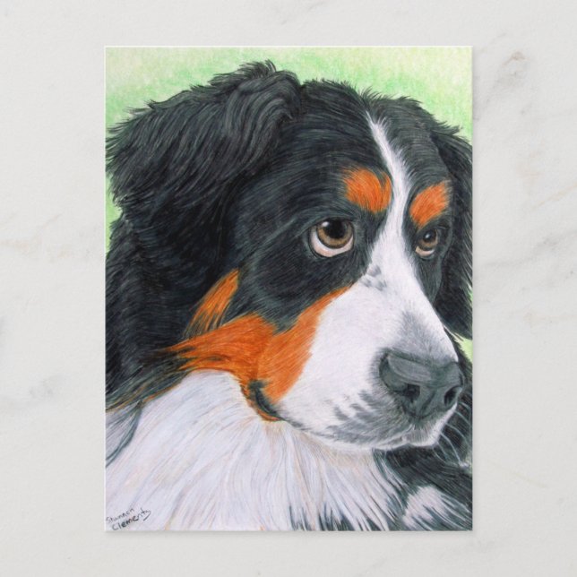 Begging Bernese Postcard (Front)