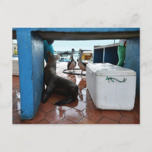 Begging Galapagos Sea Lion Postcard