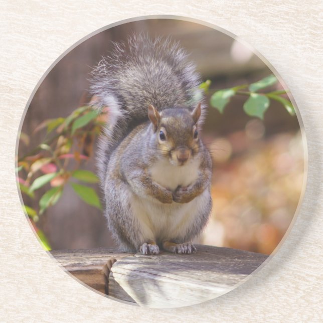 Begging Squirrel Sandstone Coaster (Front)