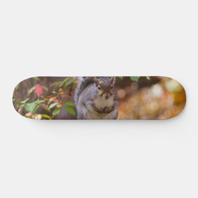 Begging Squirrel Skateboard Deck (Horz)