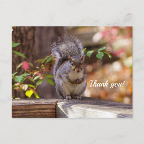 Begging Squirrel Thank You Postcard