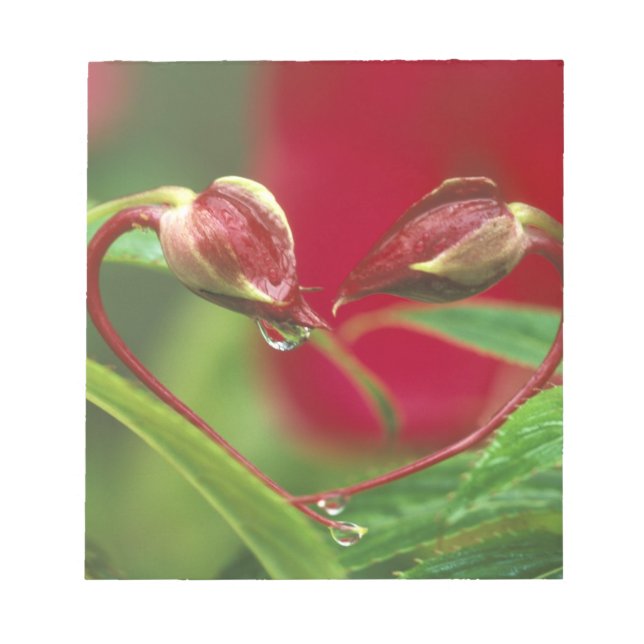 Begonia Buds in heart shape with drops . Credit Notepad (Front)