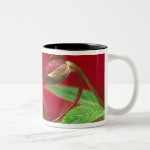 Begonia Buds in heart shape with drops . Credit Two-Tone Coffee Mug