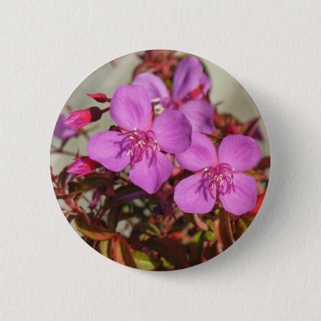 Begonia button (Front)