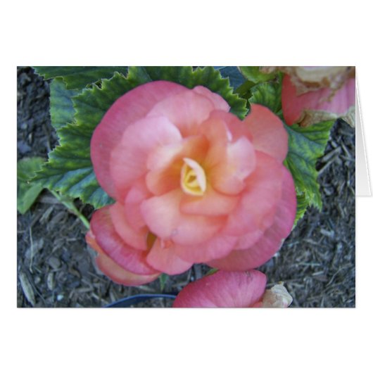 Begonia Cards (Front Horizontal)