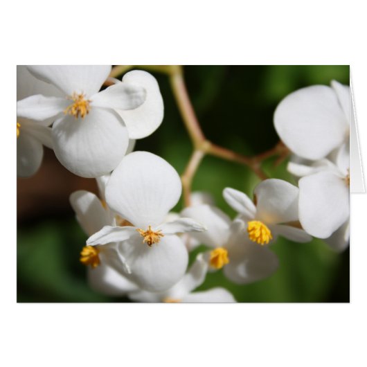 Begonia Cards (Front Horizontal)